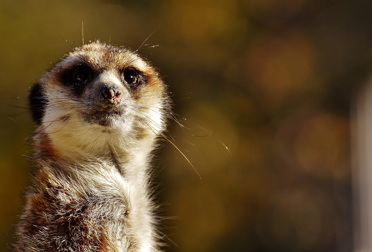 Image - meerkat cute curious animal nature