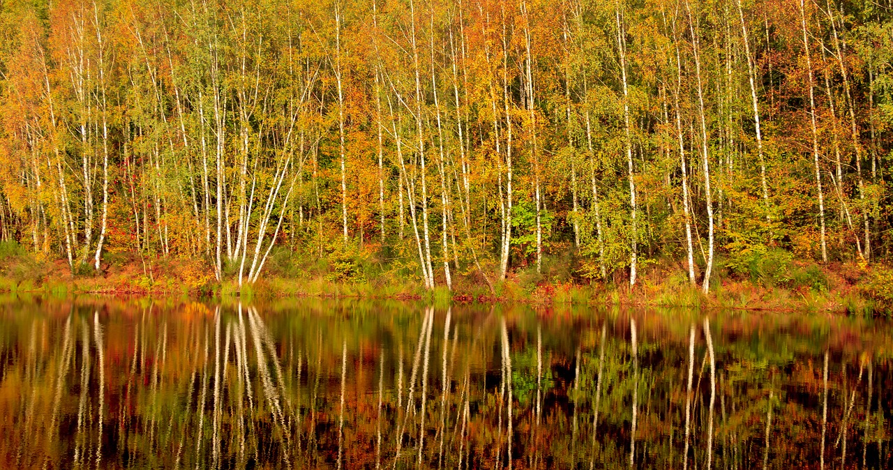 Image - autumn forest nature autumn colours