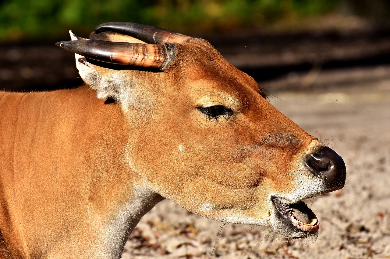 Image - banteng beef bos javanicus wild