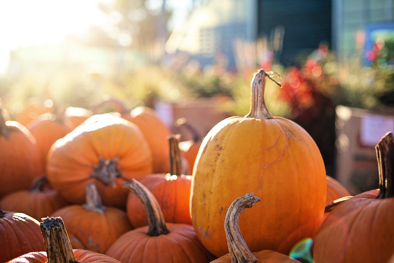 Image - pumpkins halloween fall autumn