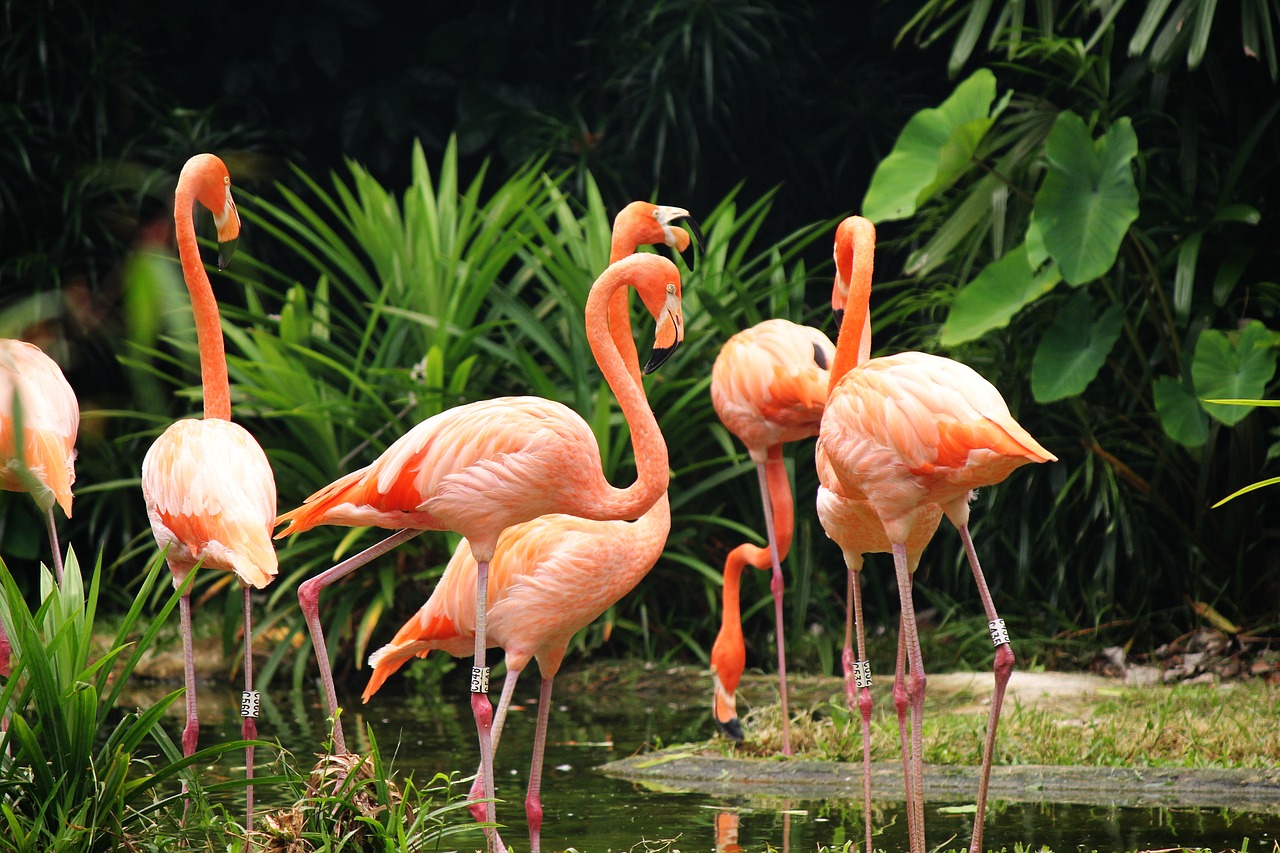 Image - wildlife animal nature flamingo