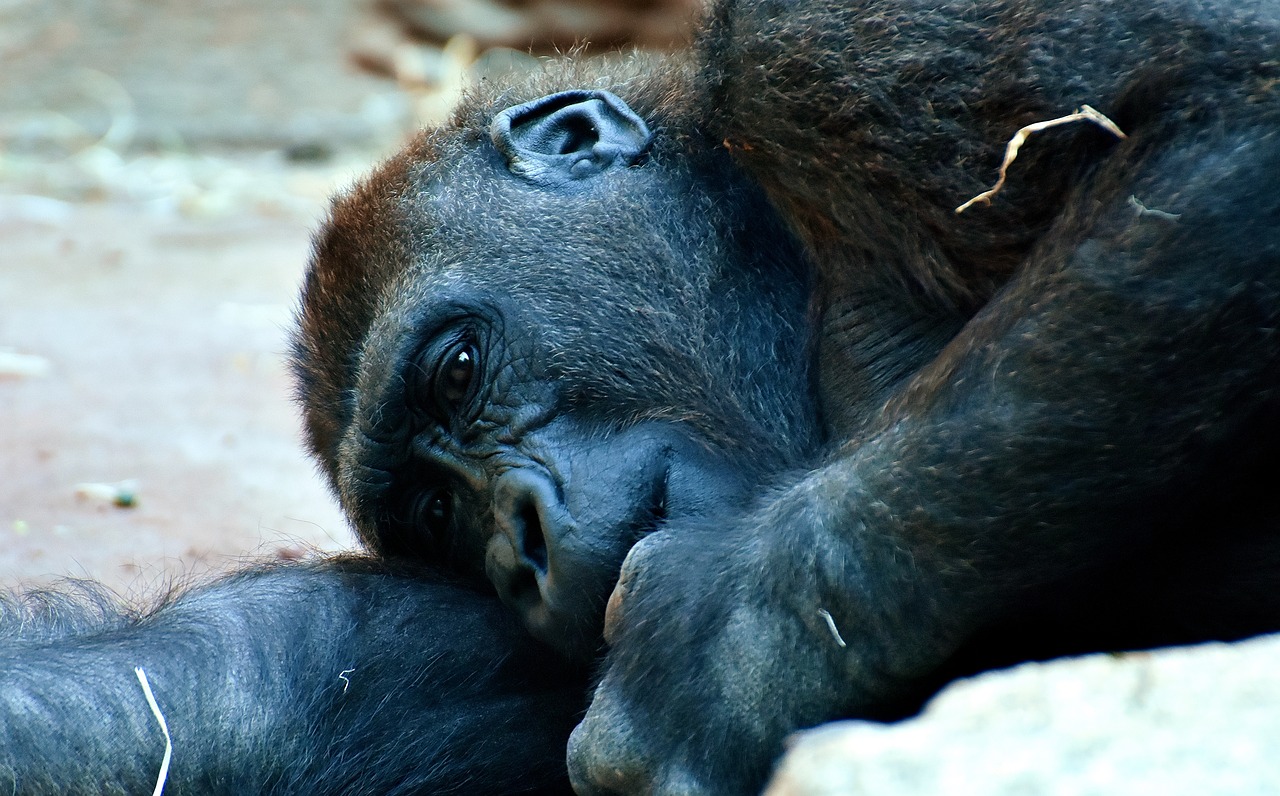 Image - gorilla monkey animal zoo furry