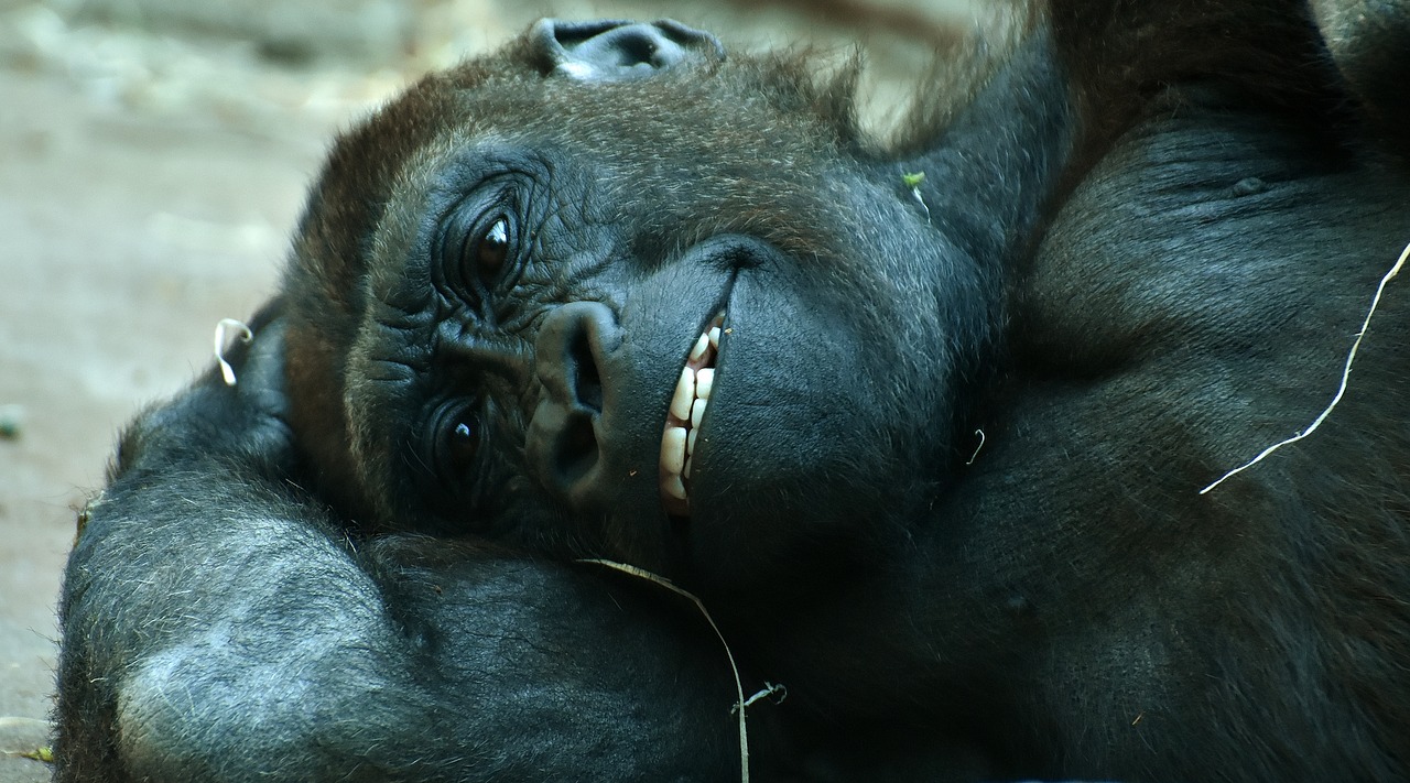 Image - gorilla monkey animal furry