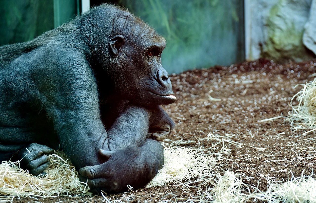 Image - gorilla monkey animal zoo furry