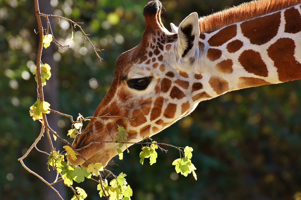 Image - giraffe zoo animal animal portrait