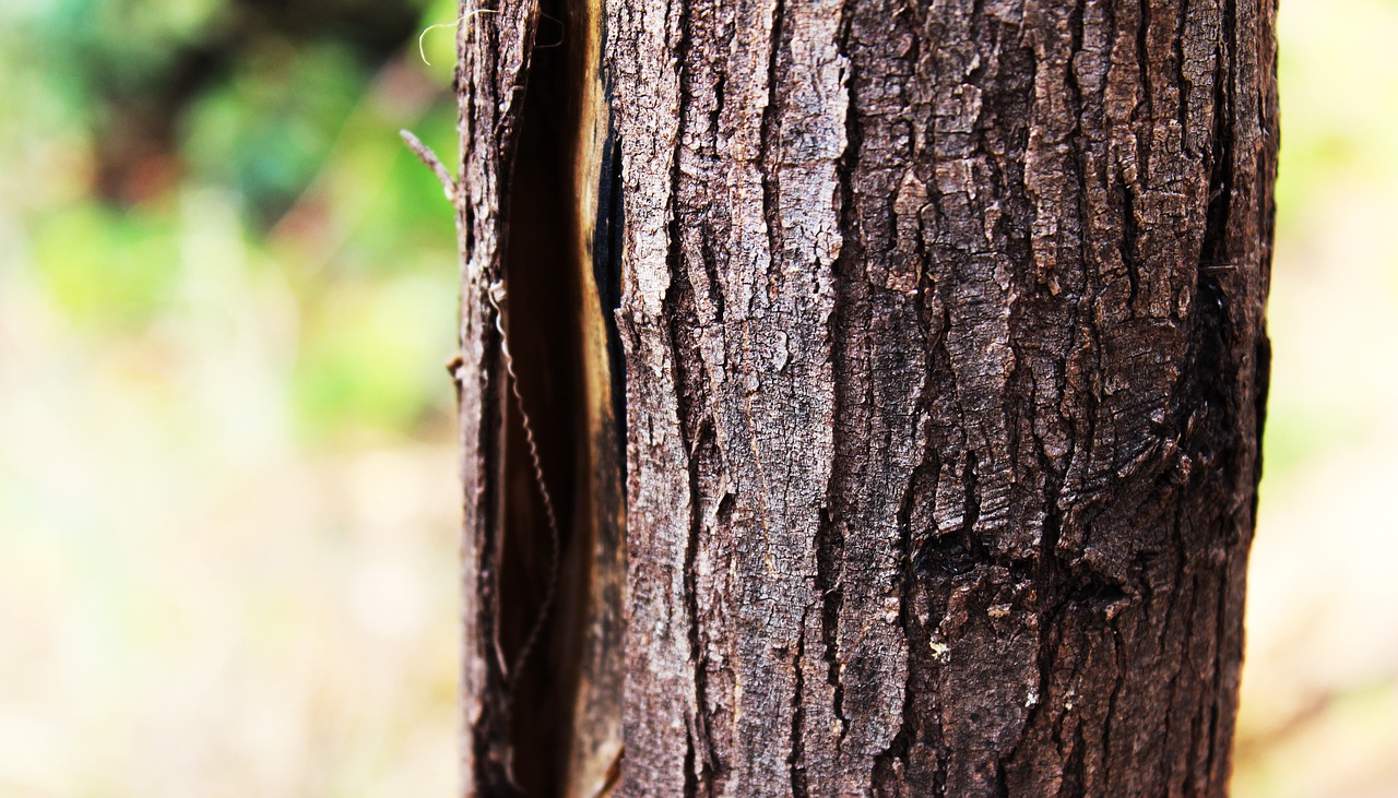 Image - tree tree bark bark wood dead tree