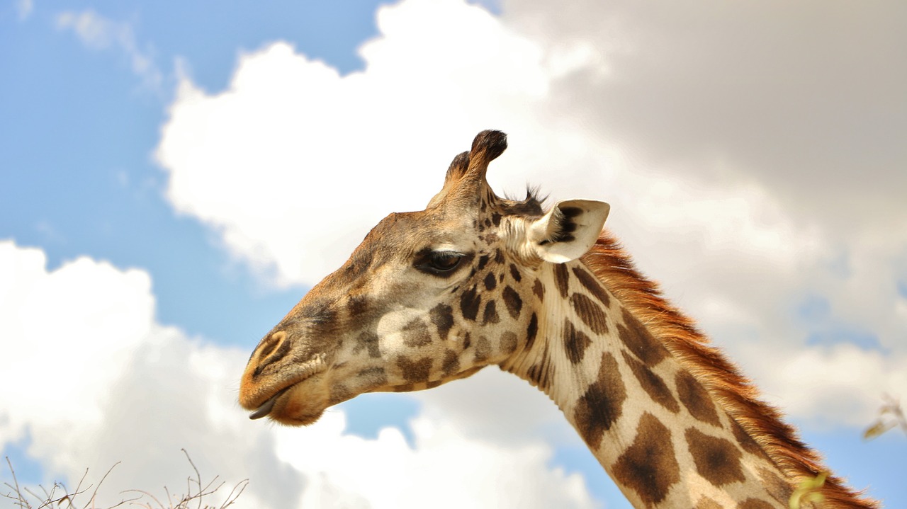 Image - giraffe sky animal head