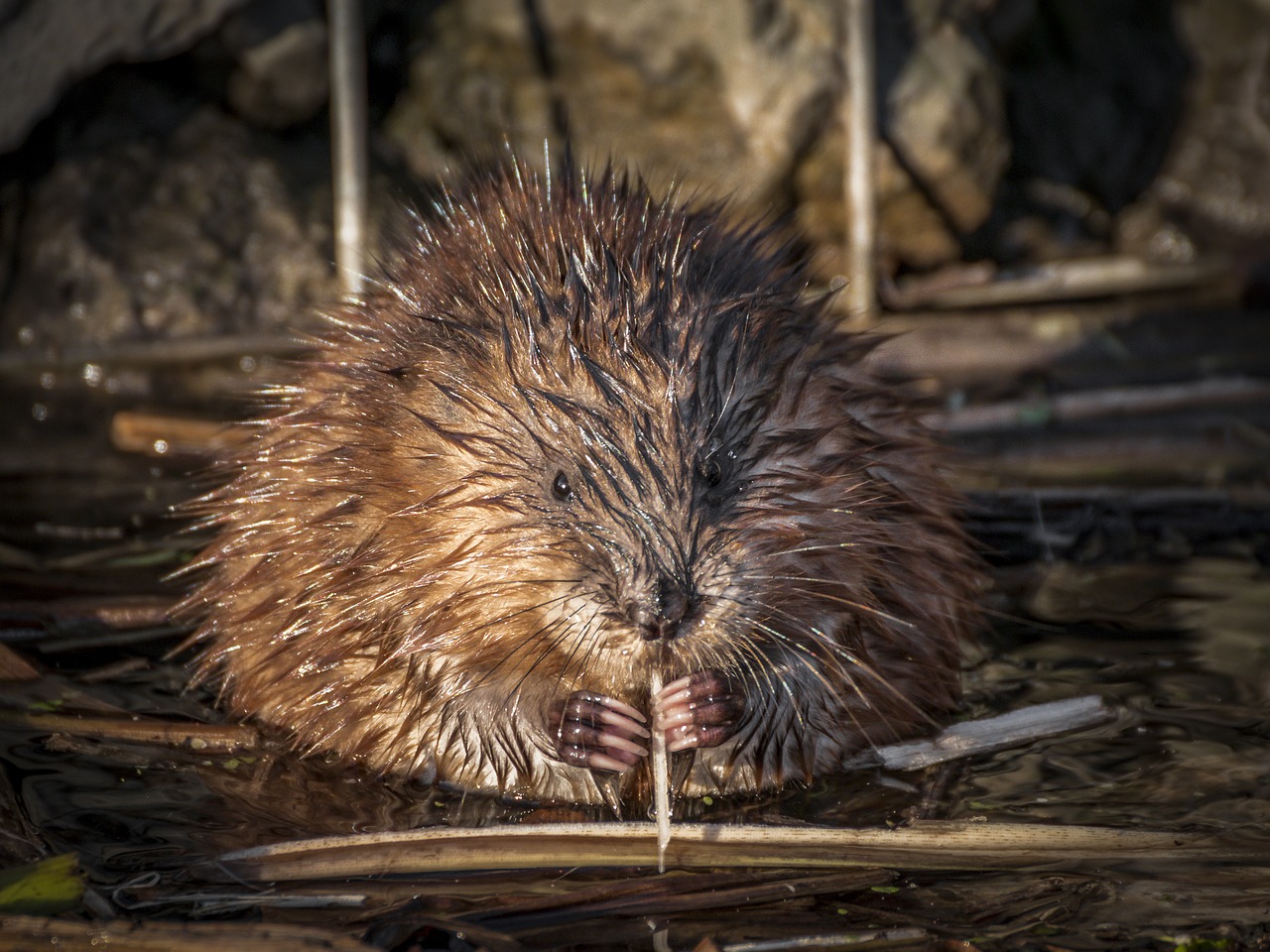 Image - rat animal rodent nager mammal