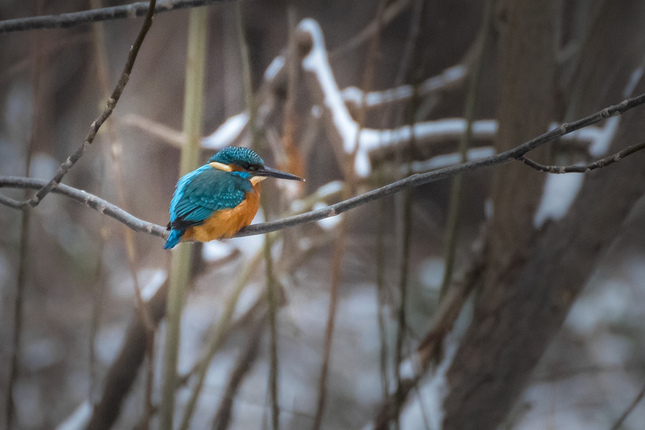 Image - bird kingfisher colorful feather