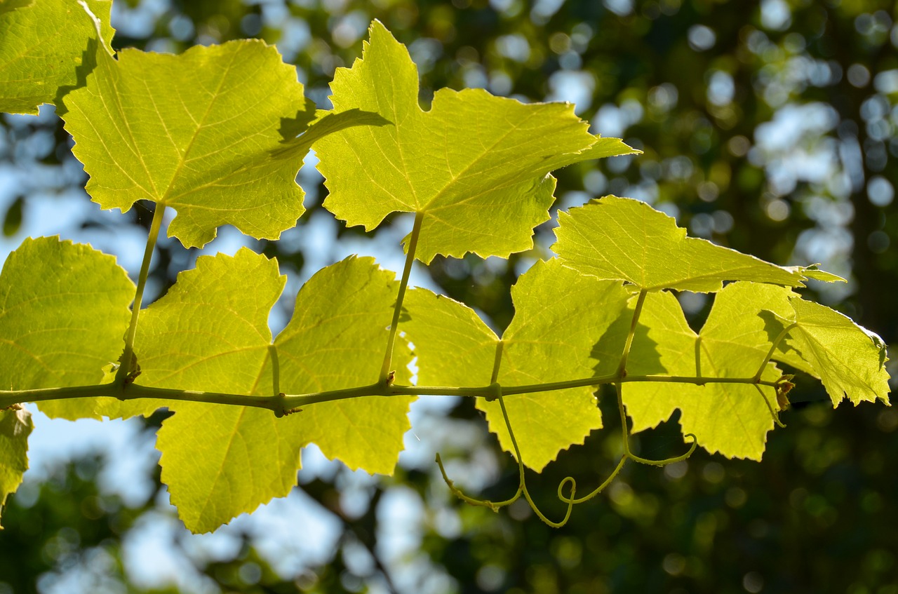 Image - leaves wine wine leaf