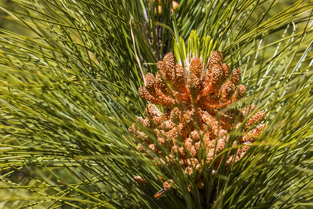 Image - pine forest conifer tree needles
