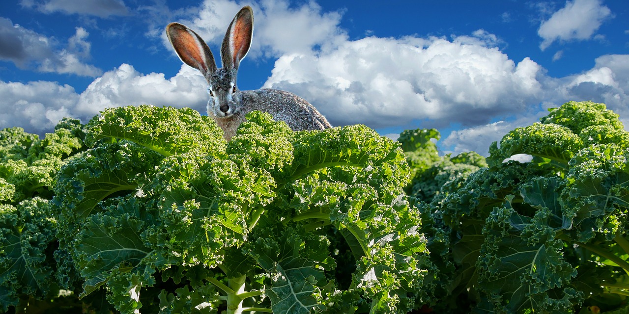Image - food eat kale vegetables hare