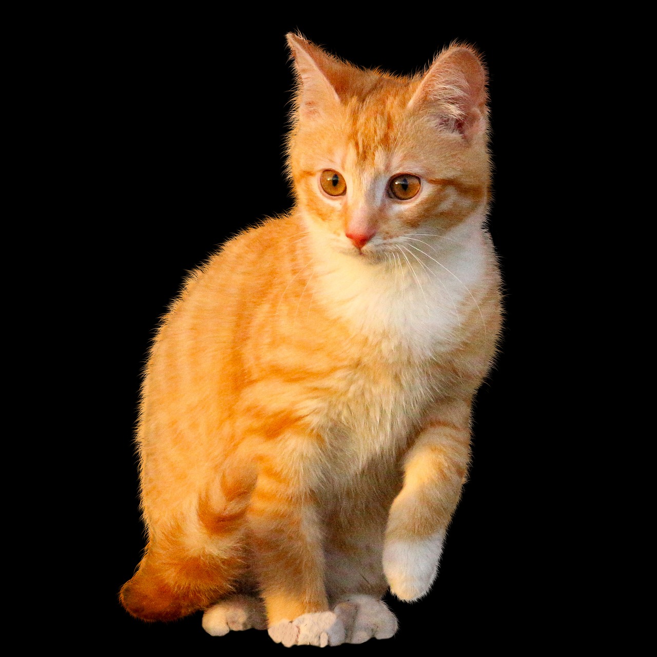 Image - animal cat pet small cat young cat