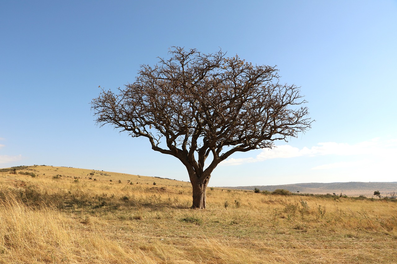 Image - tree savannah africa nature