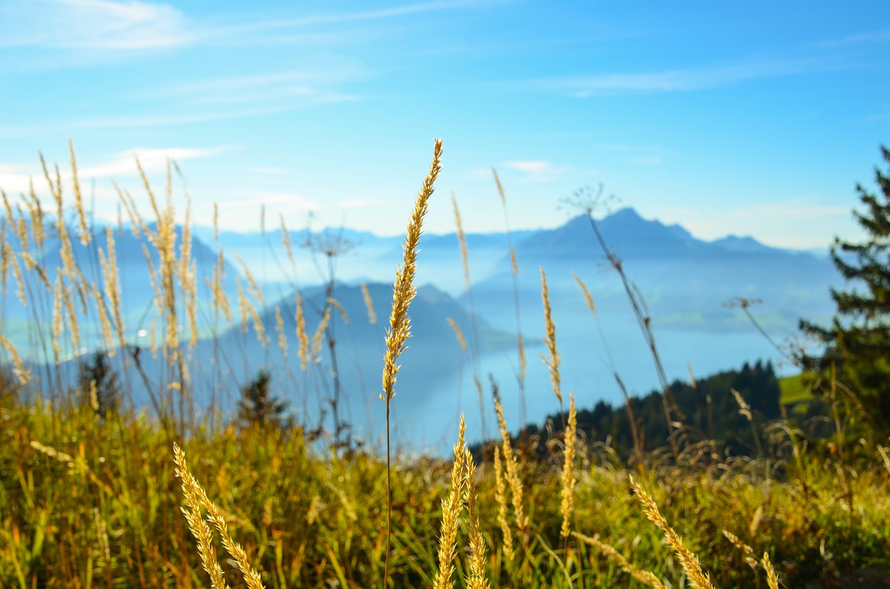 Image - blade of grass switzerland rigi