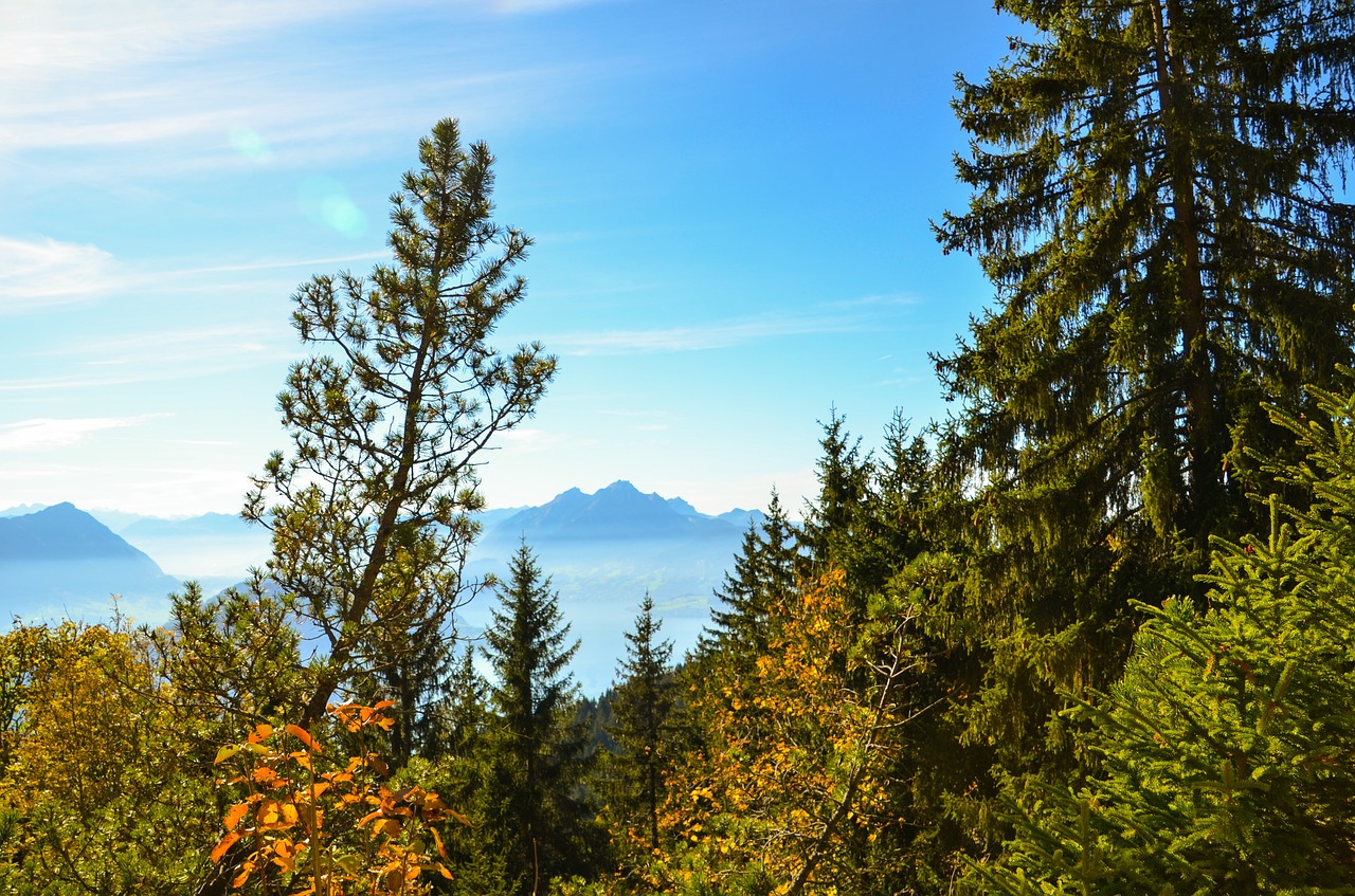 Image - pilatus alpine blade of grass