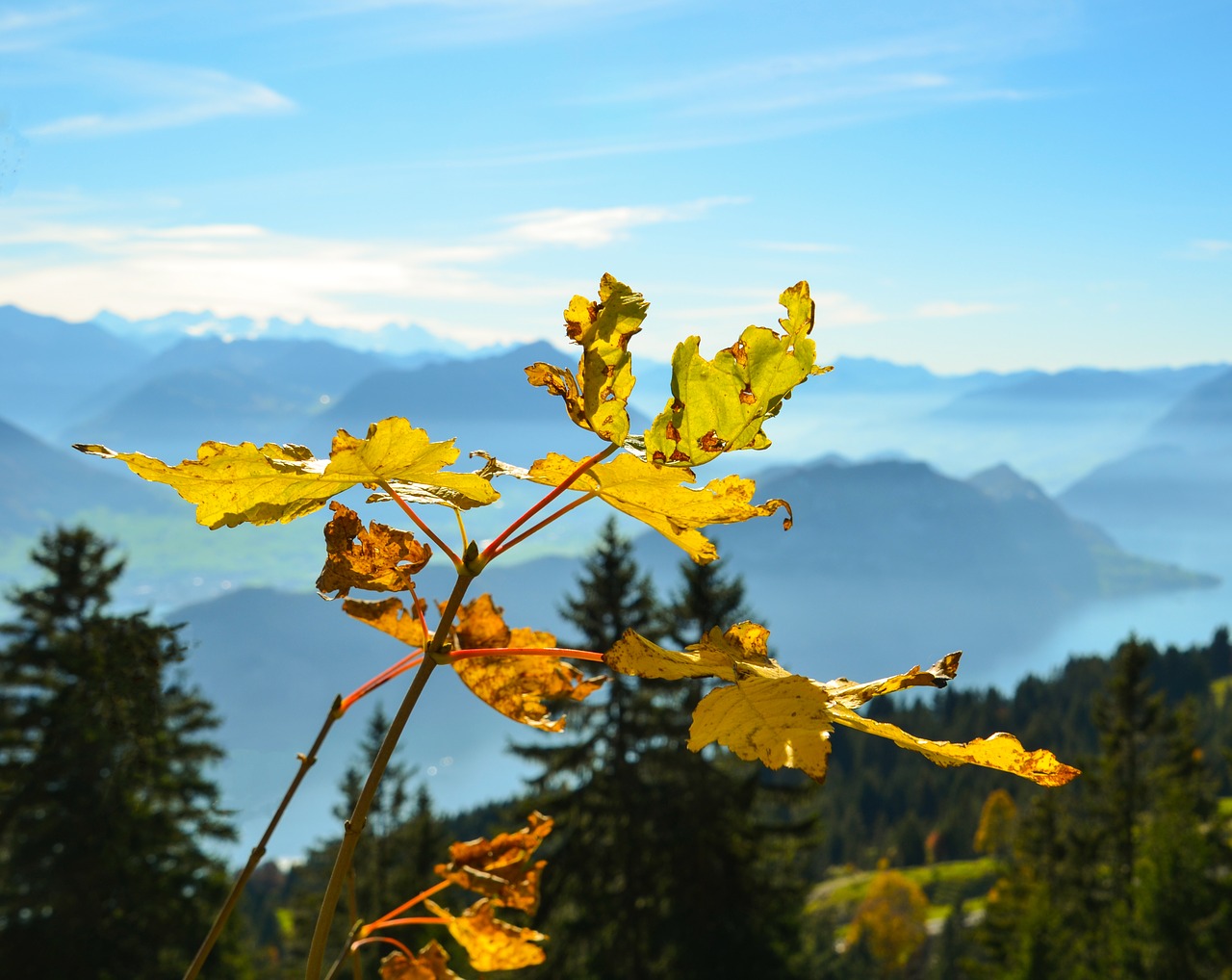 Image - autumn leaves pilatus vouch stock