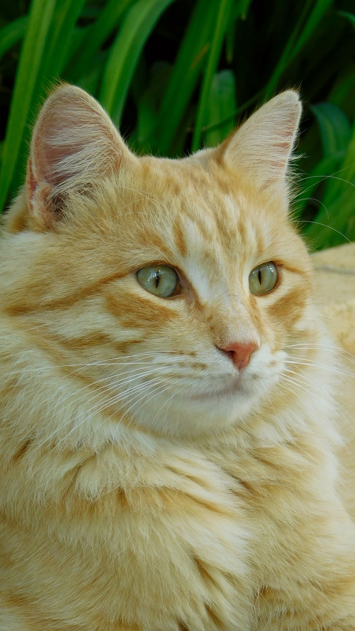Image - cat cats mammal pet animal nose