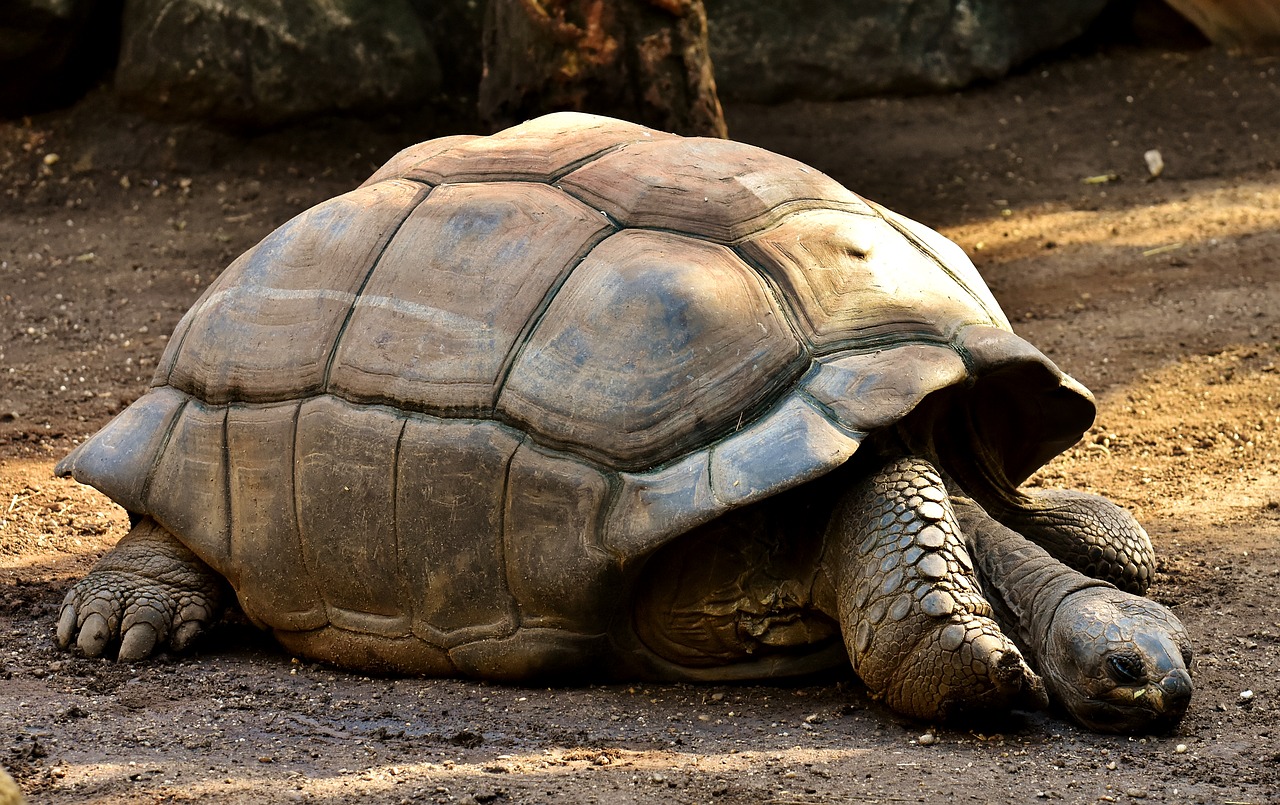 Image - giant tortoises animals panzer zoo