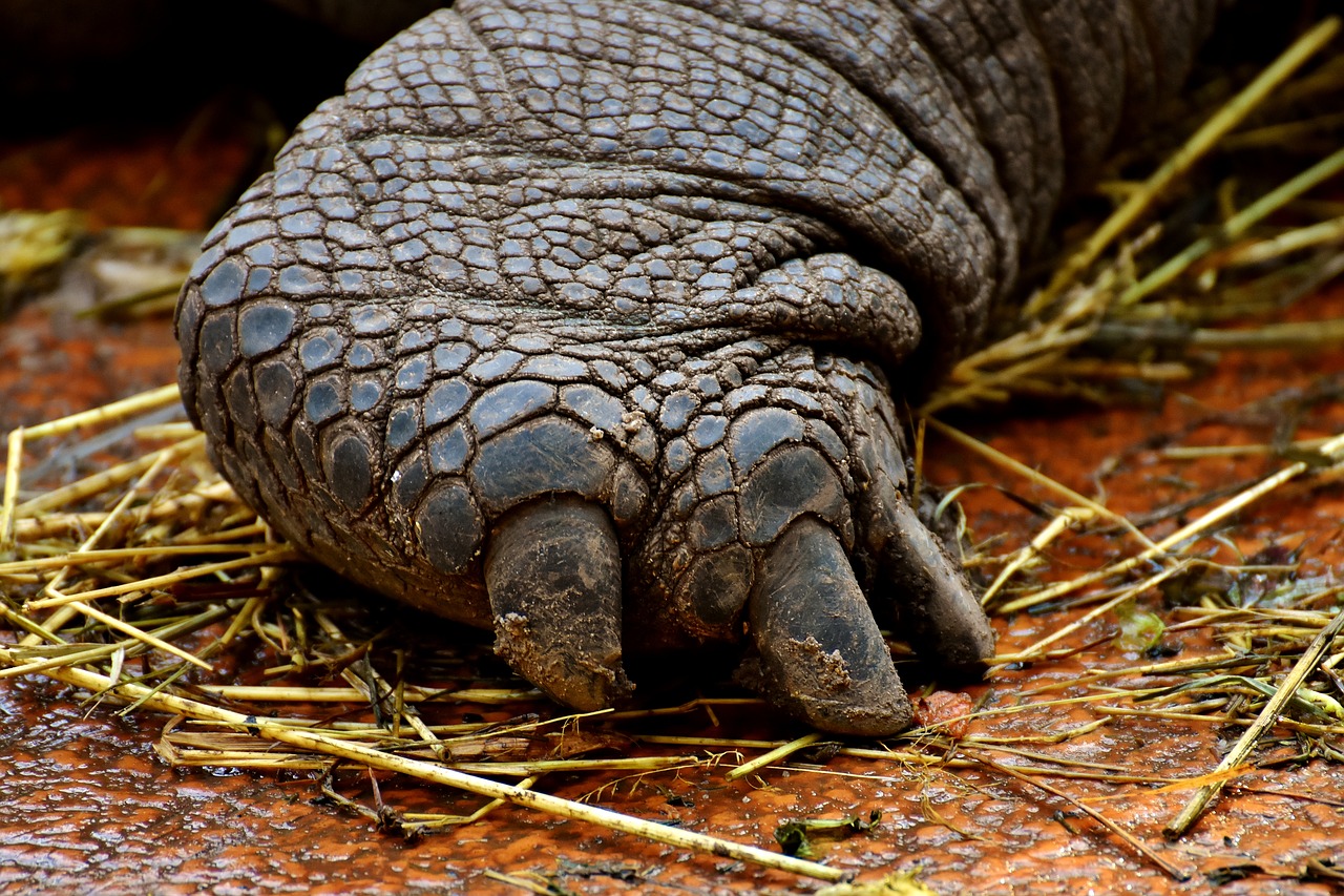 Image - giant tortoises foot rear animals