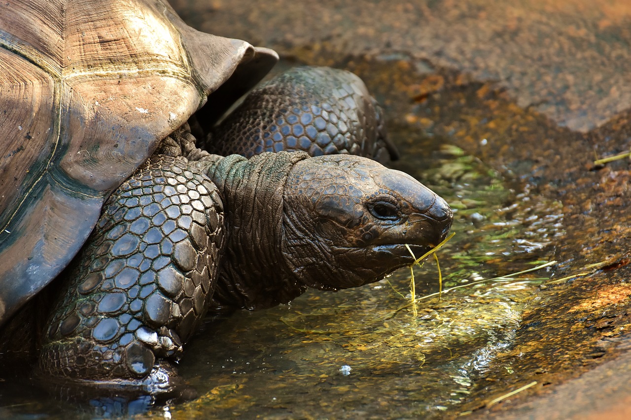 Image - giant tortoises animals panzer zoo