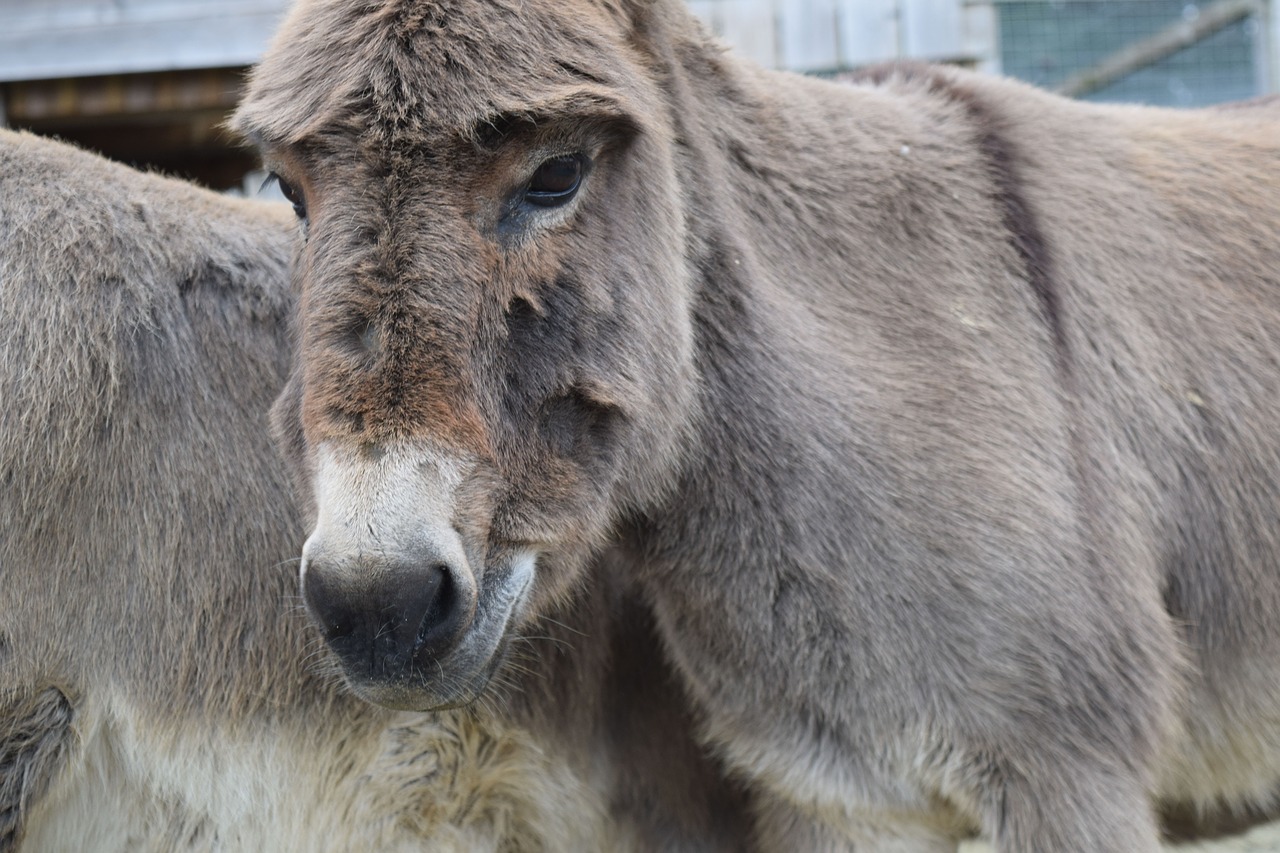 Image - animal farm donkey zoo nature