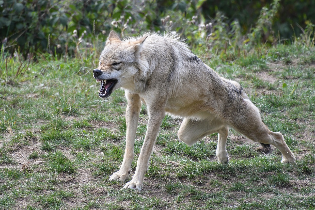 Image - wolf yawn hangover crocs predator