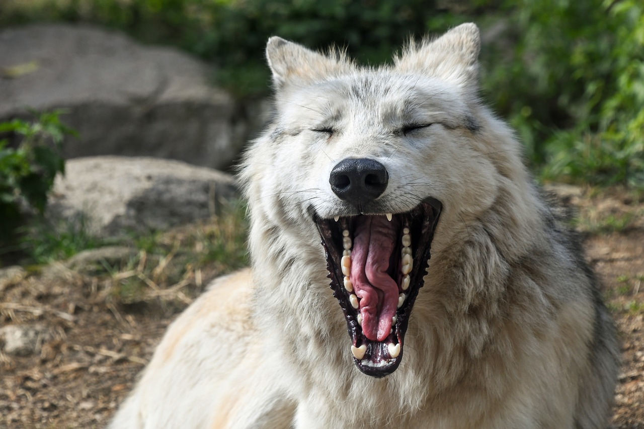 Image - wolf yawn hangover crocs predator