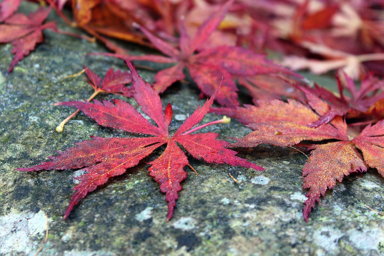 Image - japanese maple clone palm red leaves