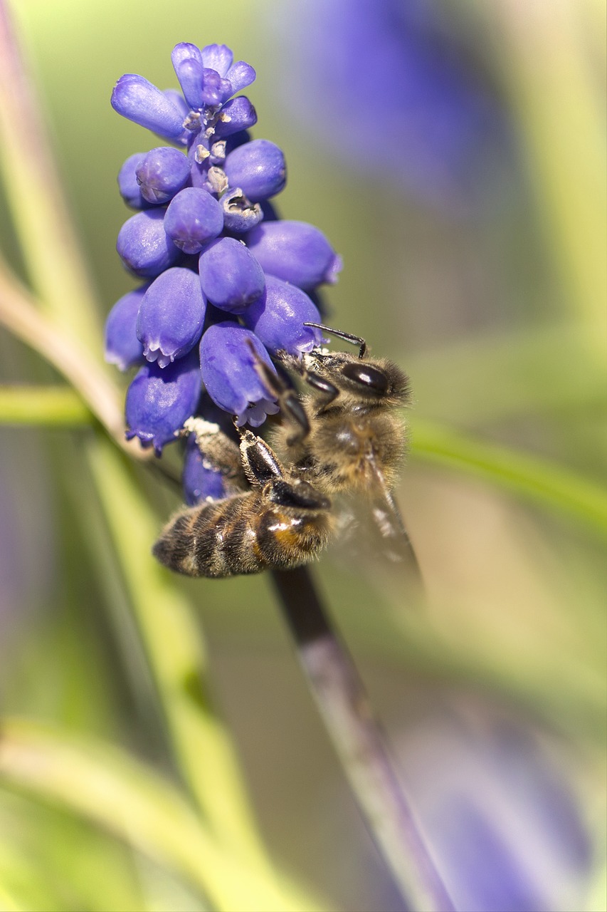 Image - blossom bloom bee macro insect