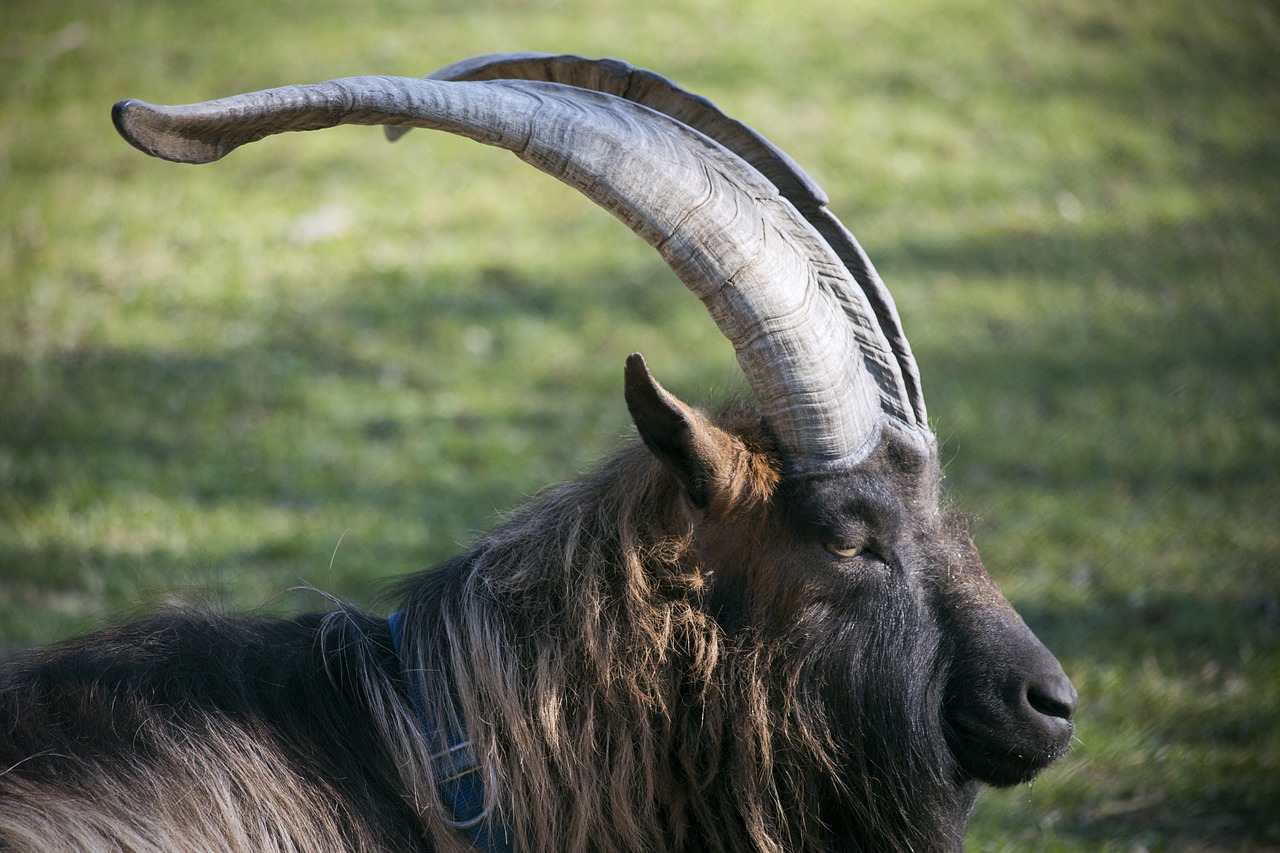 Image - billy goat goat animal horns