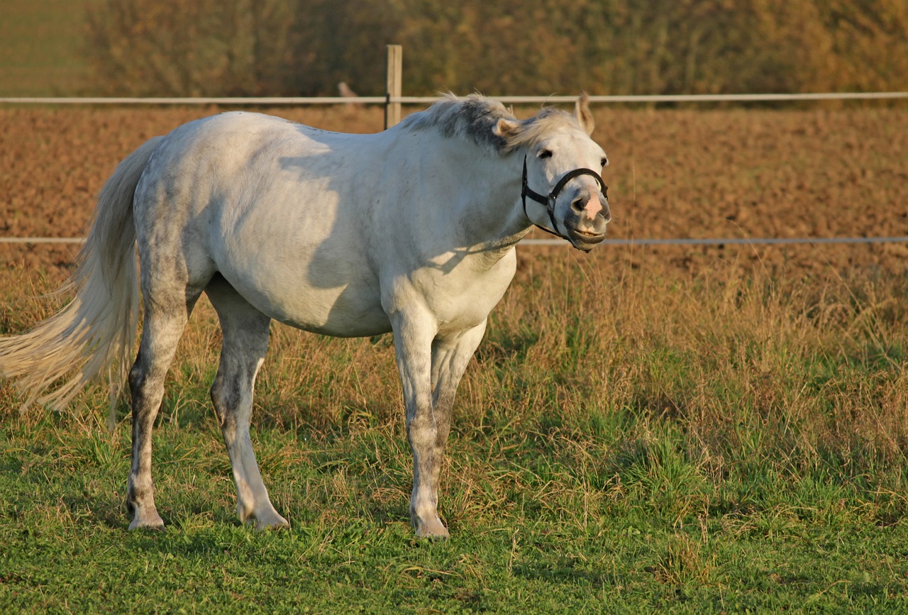 Image - horse pasture coupling paddock