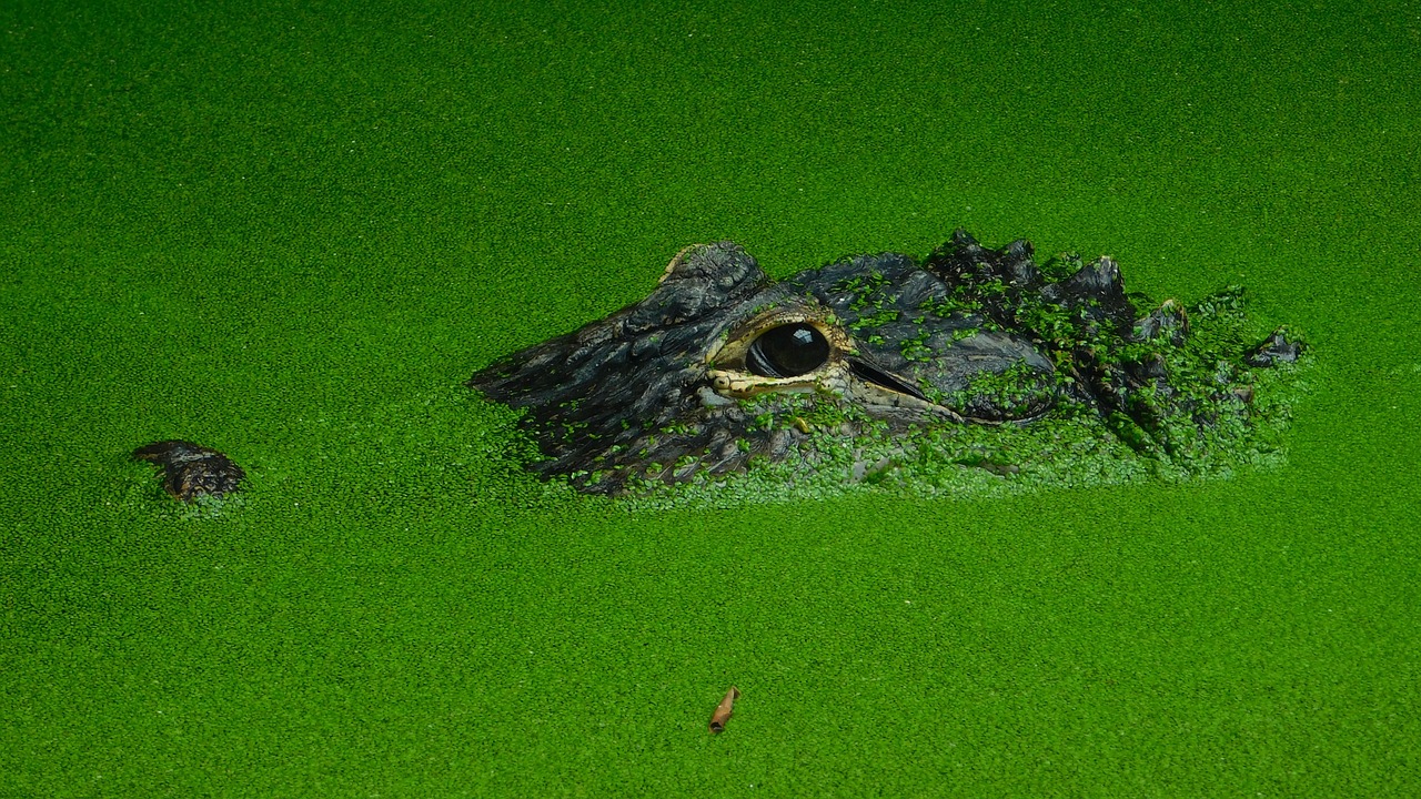 Image - crocodile water animal nature