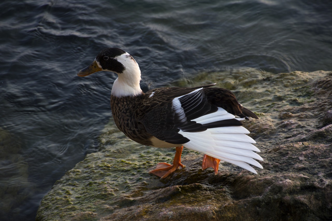 Image - italy duck nature water bird water