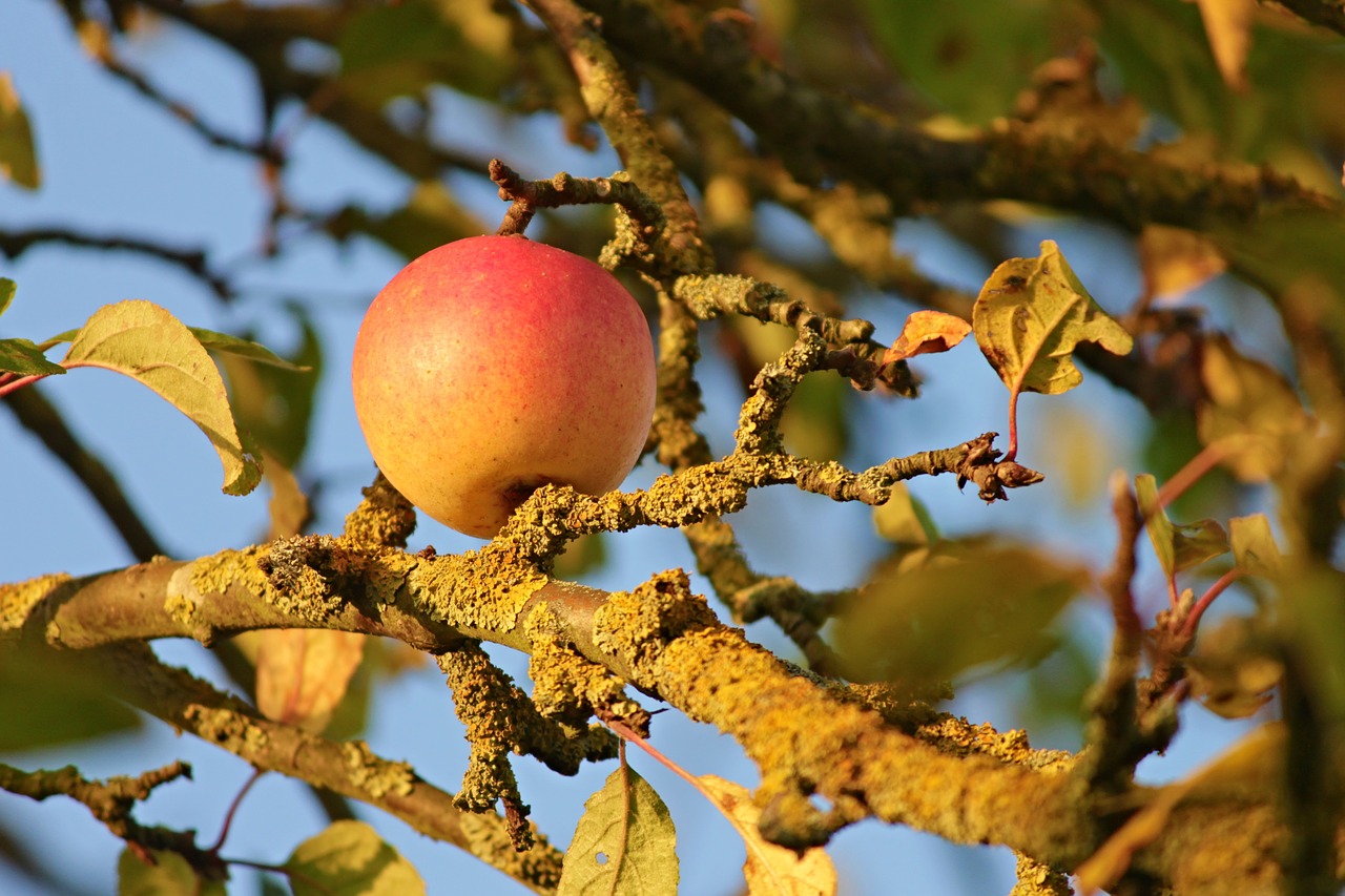 Image - apple apple tree branches weave