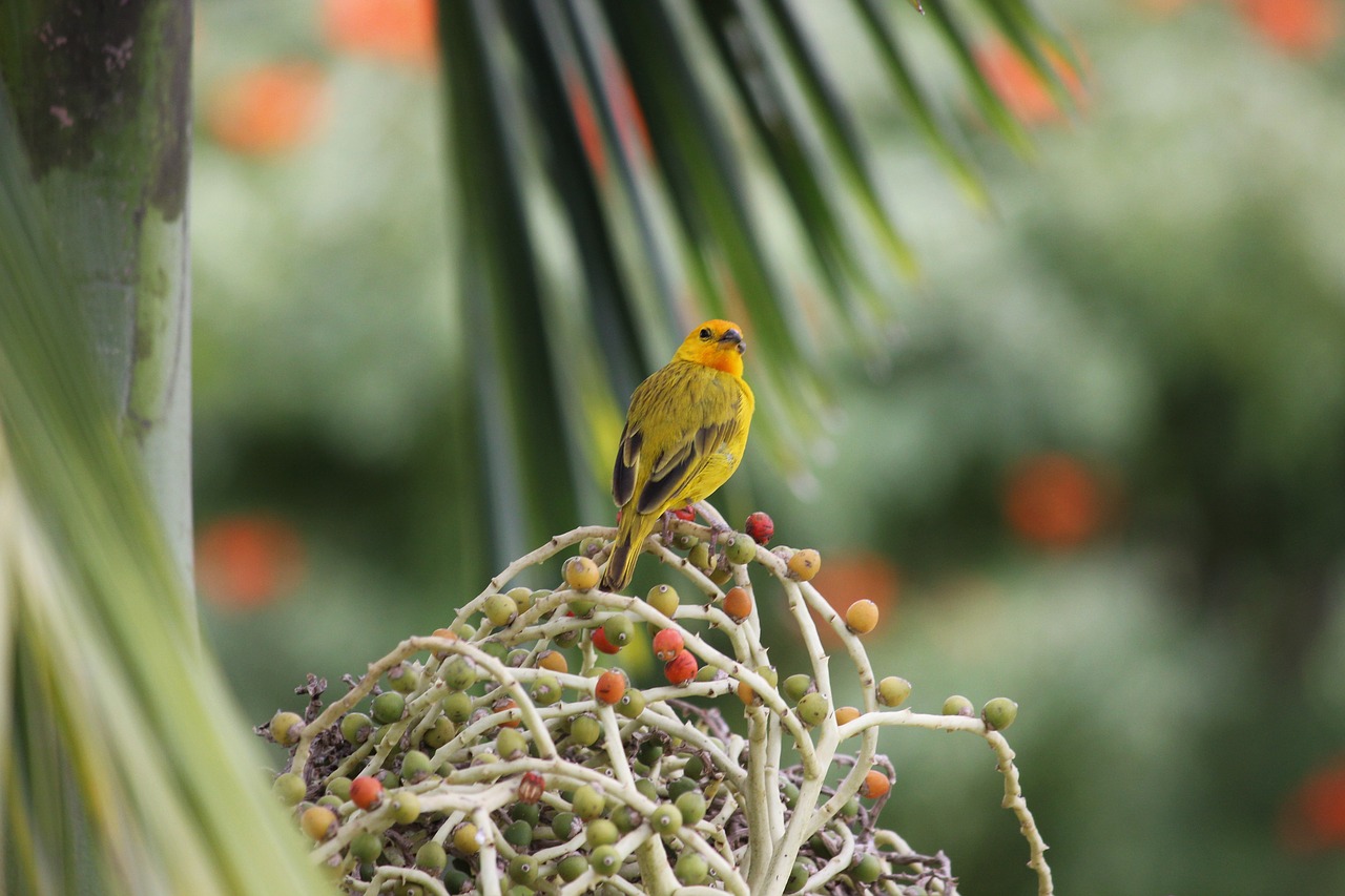 Image - bird yellow palm nature colombia