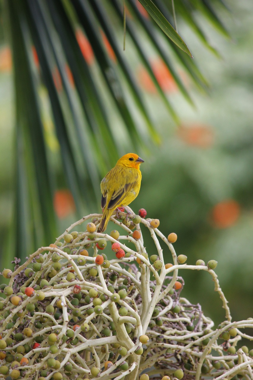 Image - bird yellow palm nature colombia