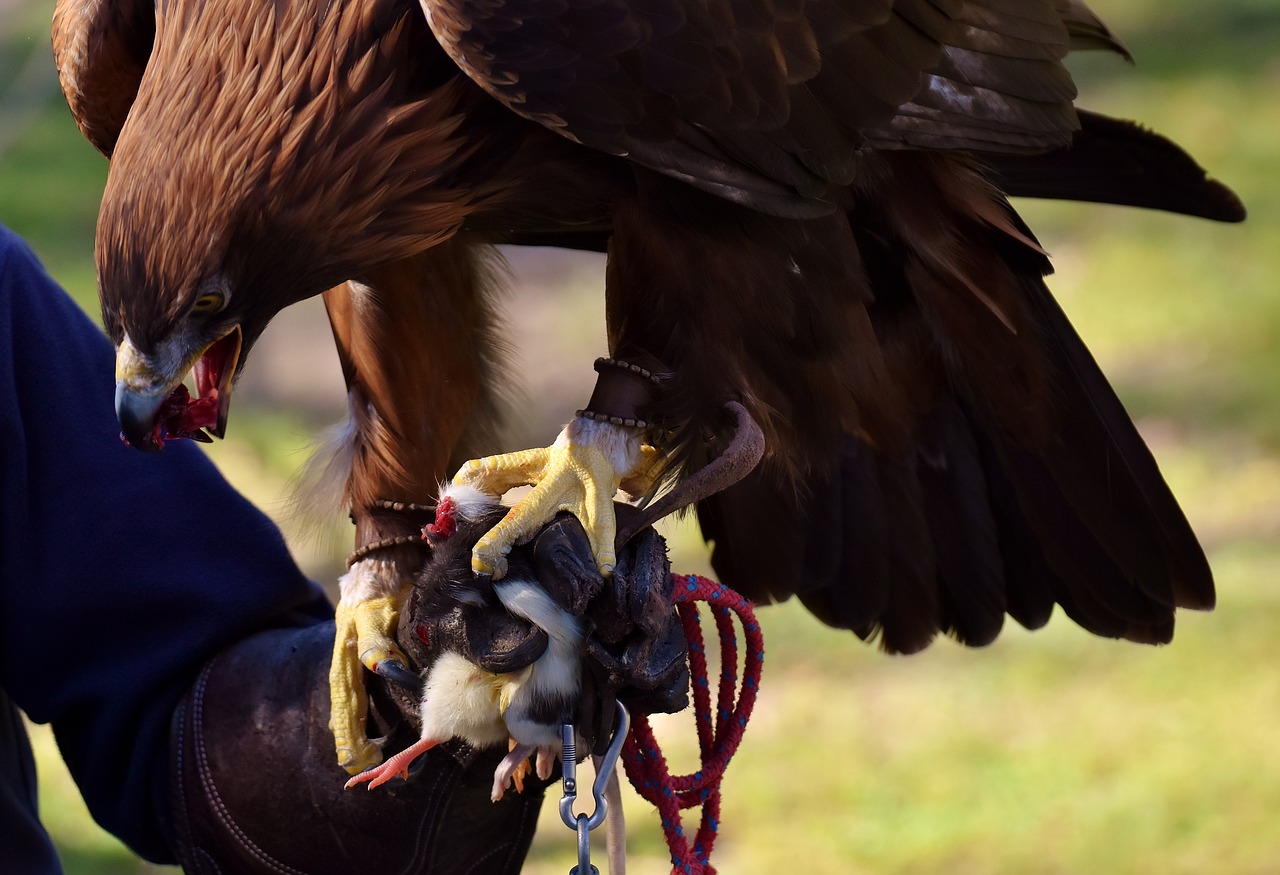 Image - adler raptor prey eat bird of prey