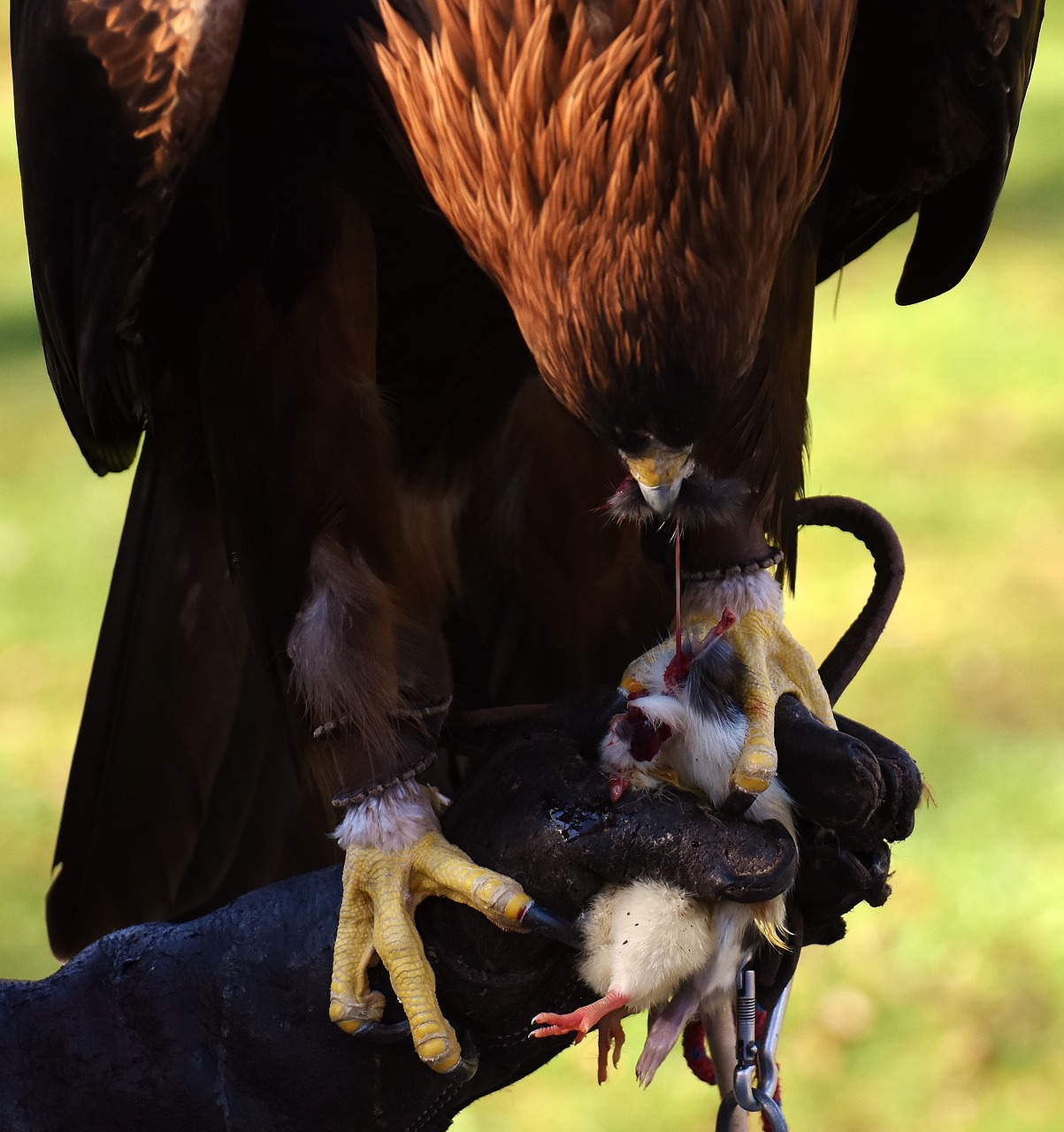 Image - adler raptor prey eat bird of prey