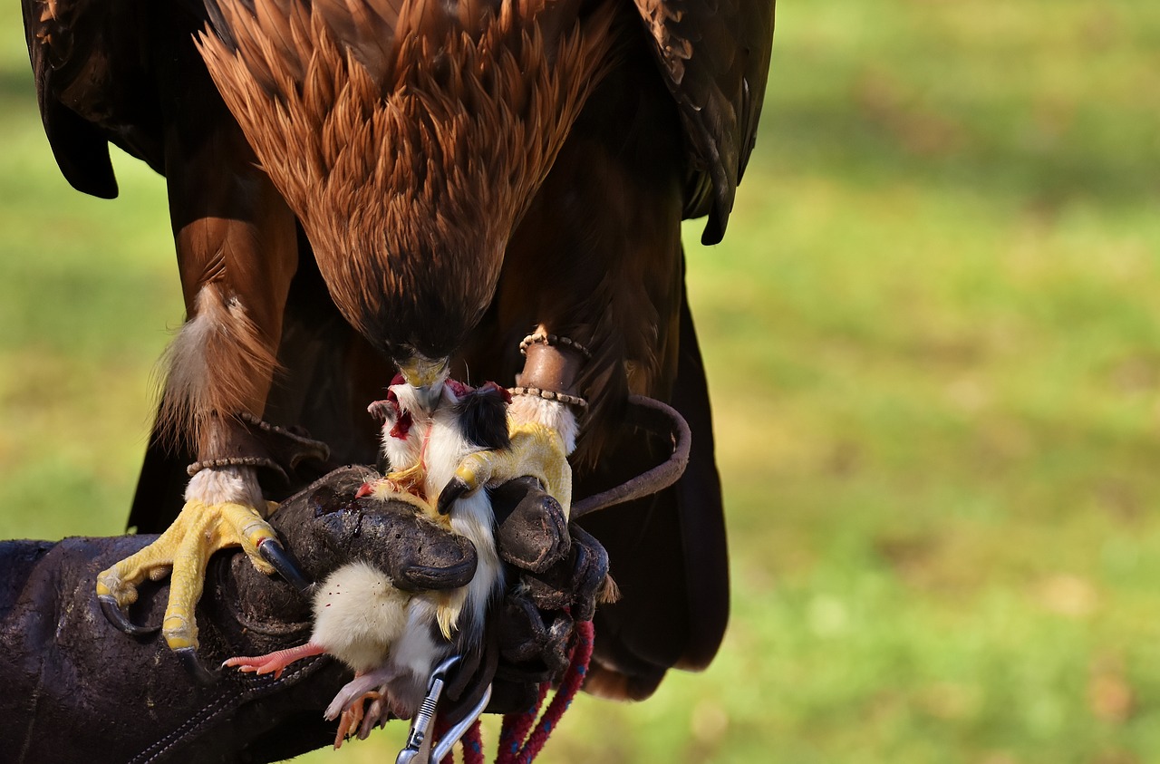 Image - adler raptor prey eat bird of prey