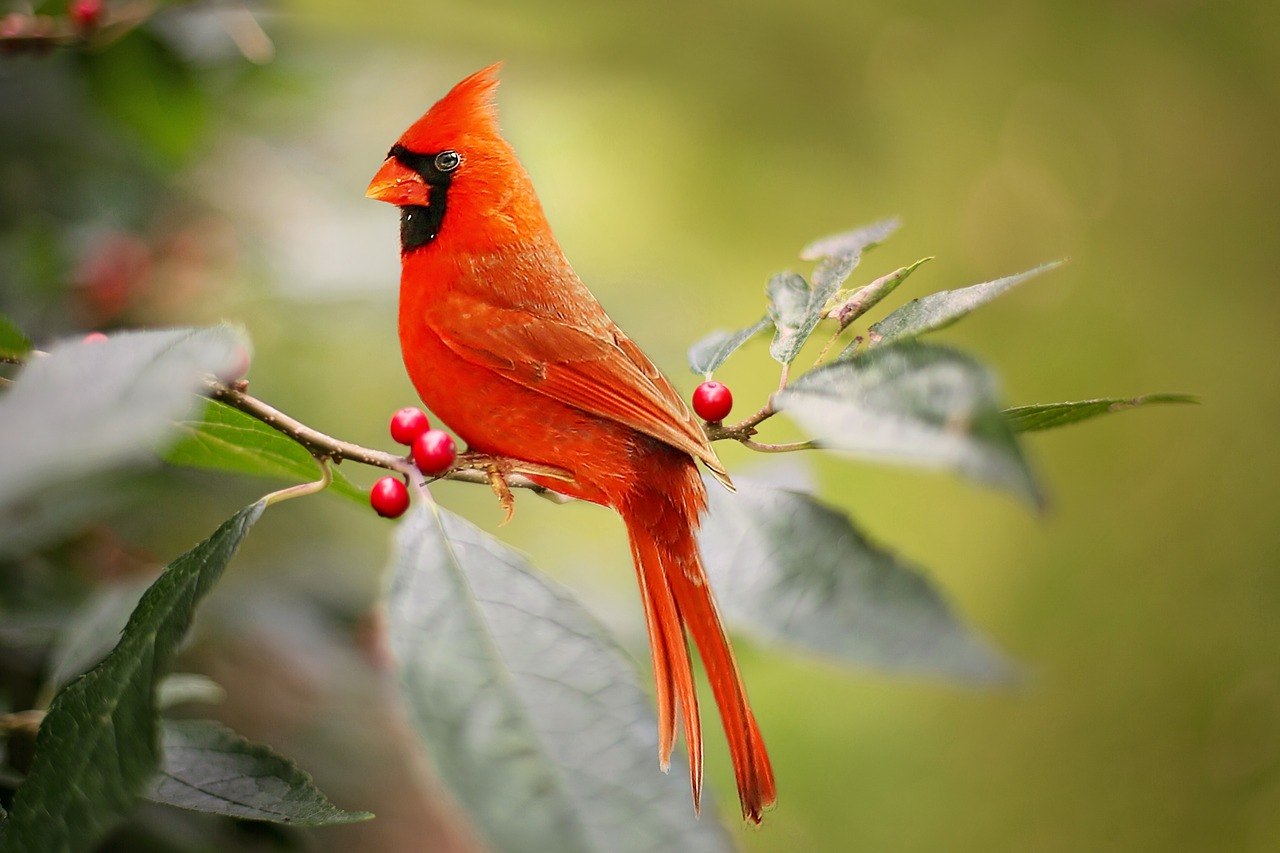 Image - cardinal bird red holly berries