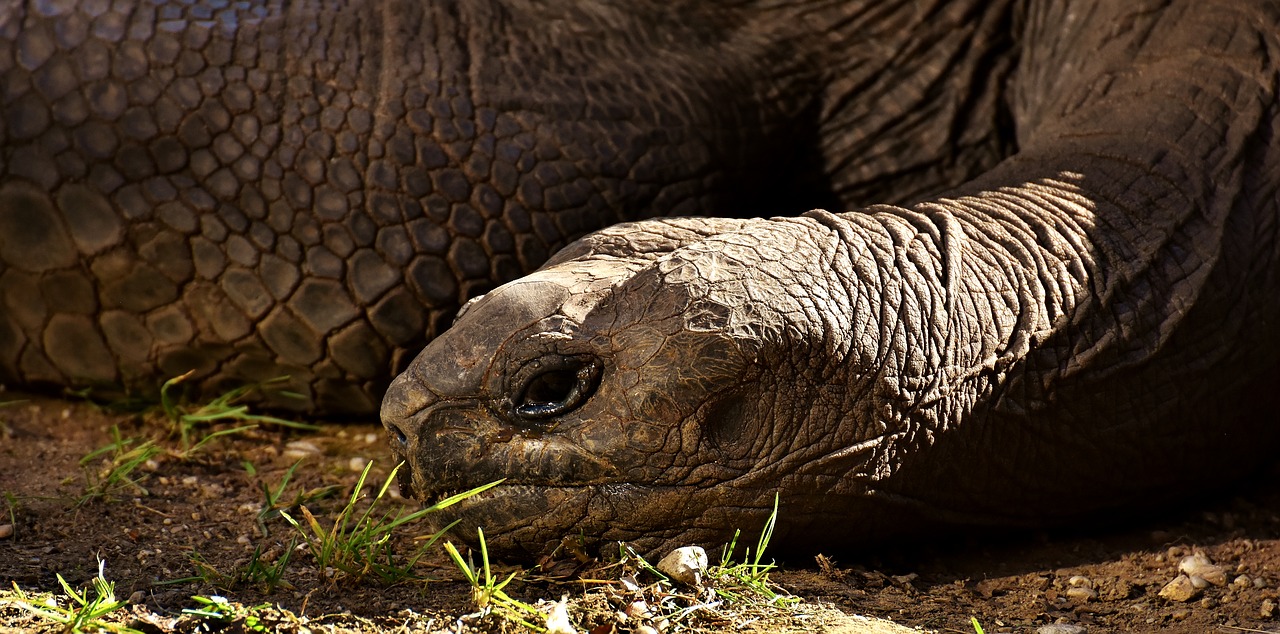 Image - giant tortoises animals panzer zoo