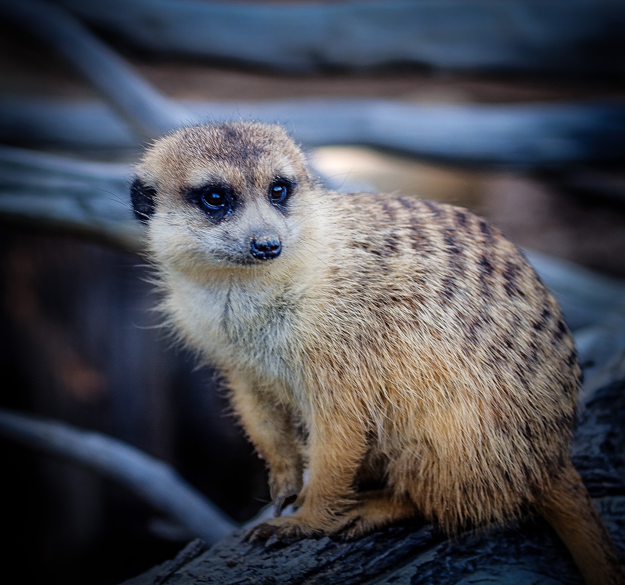 Image - meerkat striped mongoose suricate