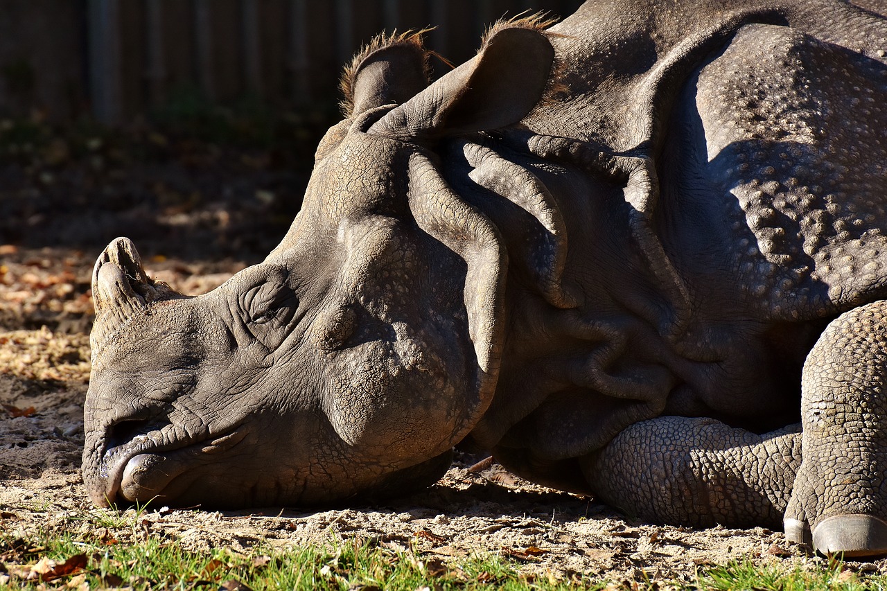 Image - rhino animal animal world pachyderm