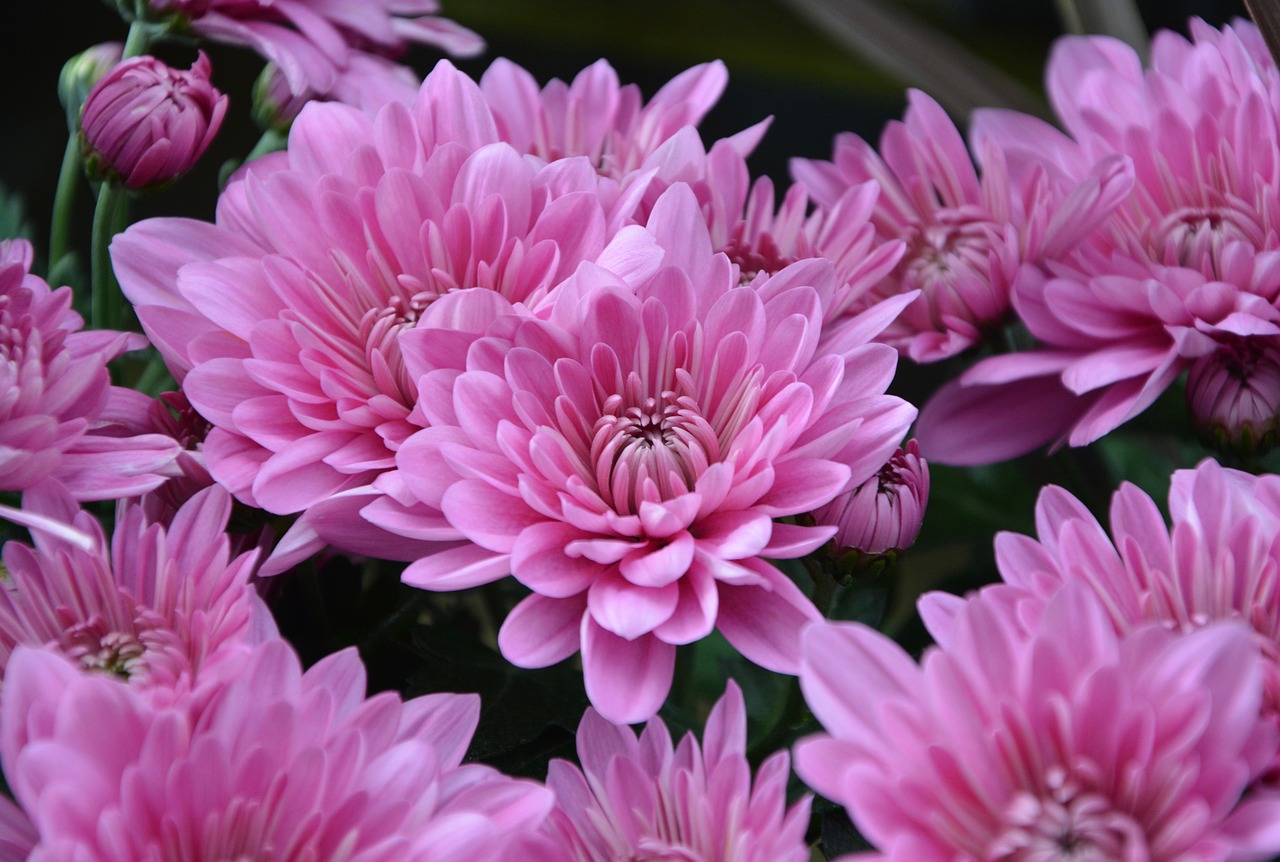 Image - mums flowers colors violet