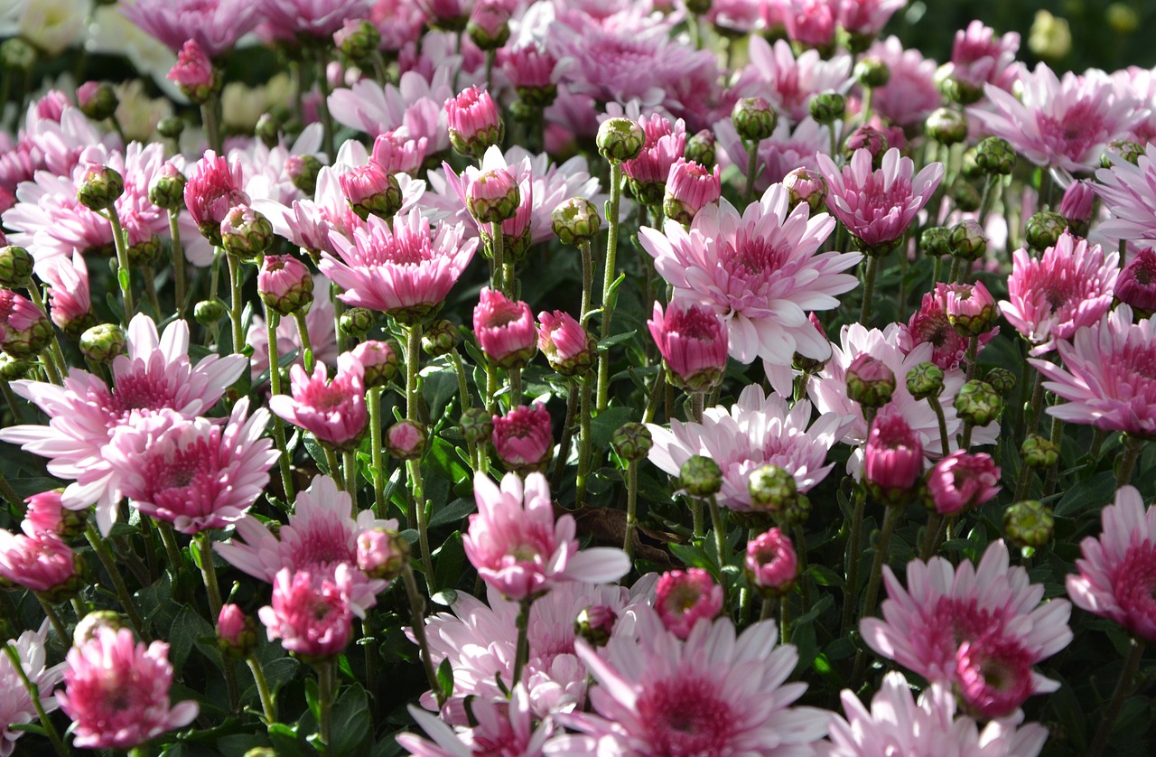 Image - mums flowers colors pink white