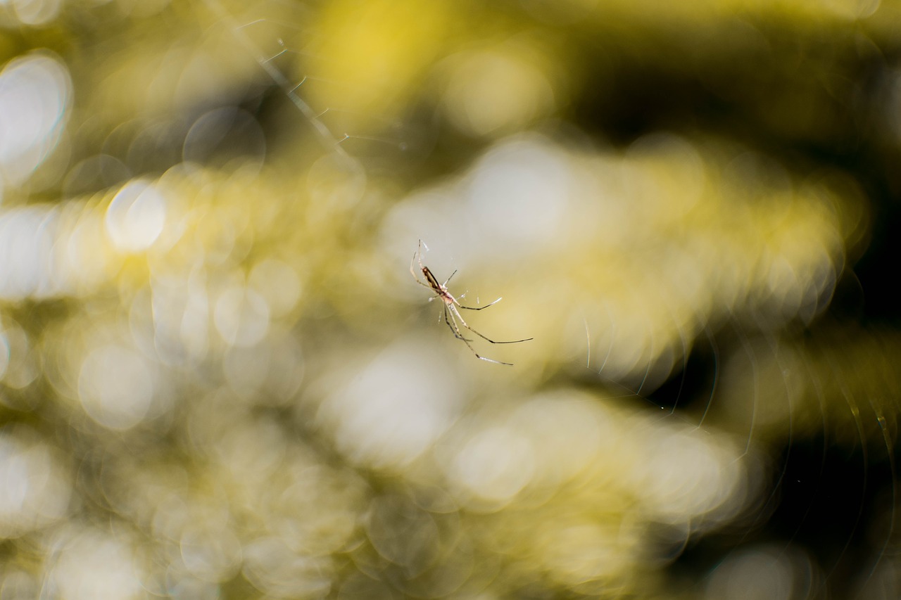 Image - spider bokeh nature shades of green
