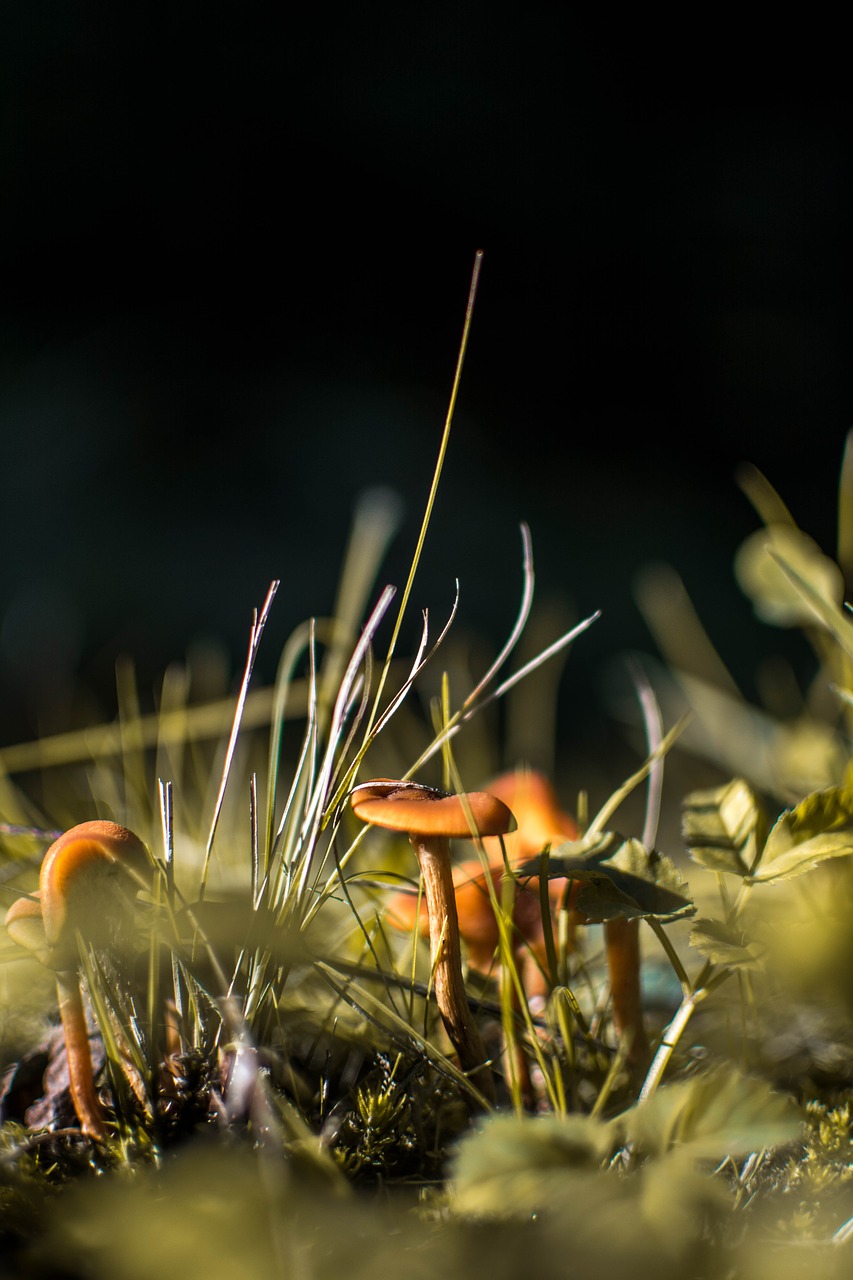 Image - mushroom small detail forest