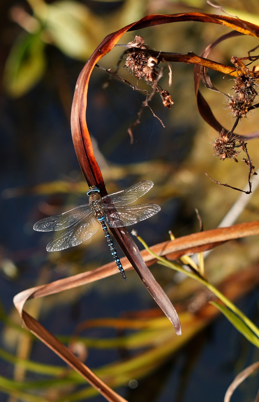 Image - dragonfly migrant hawker blue