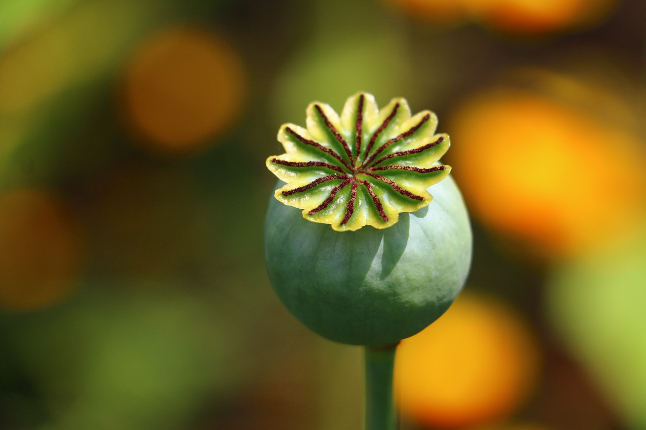 Image - opium seed box colors